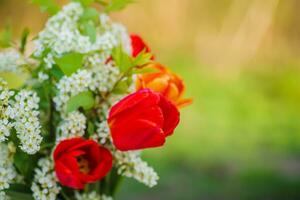 immer noch Leben von Vogel Kirsche und Tulpen. Strauß Blumen auf Hintergrund von Grün Gras. Hintergrund zum Gruß Karte mit Anfang von Frühling, März 8 oder Valentinstag Tag. foto