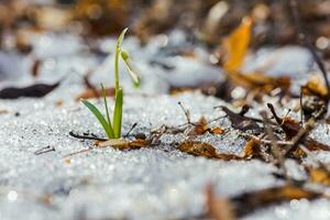 einer Schneeglöckchen im das Schnee. das zuerst Blumen unter das aufgetaut klopfen foto