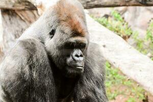 ein Gorilla ist Sitzung auf ein Log im das Zoo foto