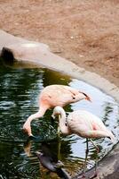 zwei Flamingos sind Trinken von ein Teich foto