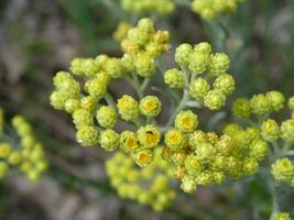 Gelb Blumen immortelle Nahansicht gegen das Hintergrund von das Erde Aussicht von über. medizinisch Pflanzen von Europa im Juli. foto