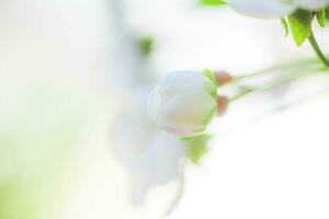 Weiß mit Rosa Blumen von das Kirsche Blüten auf ein Frühling Tag im das Park foto