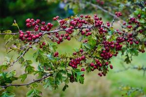 rote Beeren des Crataegus-Baumes foto