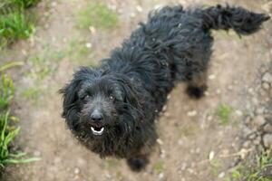 schwarz Hof Hund sieht aus oben beim Meister. Hund ist selbstgehend. hungrig Tier. Hund von Unterschlupf. foto