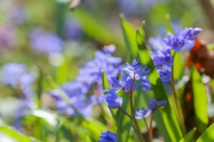 Blau Blumen von das Scilla squill Blühen im April. hell Frühling Blume von Scilla Bifolia Nahansicht foto