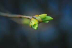 Geäst von lila Knospen nach das Regen. Regentropfen auf das Ast. foto