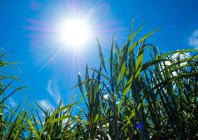 Sonnenlicht und blauer Himmel über den Zuckerrohrblättern foto