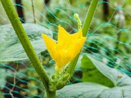 ein Blume auf ein jung Gurke wachsend auf ein Ranke im ein Zuhause Gewächshaus.wachsend Gurken. landwirtschaftlich Hintergrund. foto