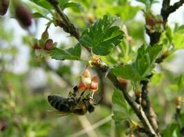 ein Biene sammelt Nektar von Blumen, Stachelbeere Busch im früh Frühling. Honig Pflanzen Ukraine. sammeln Pollen von Blumen und Knospen foto