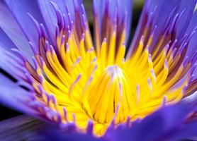 blaues Blütenblatt und gelber Pollen der Seerose