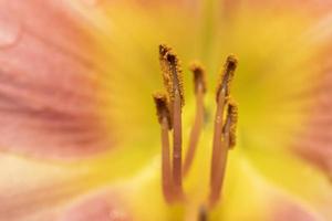 extreme Nahaufnahme von Pollen und Staubgefäßen in Lilienblüten foto