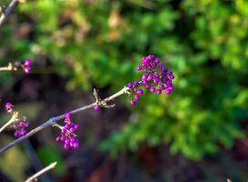 japanische schönheit oder callicarpa japonica im herbst im botanischen garten dnpropetrowsk in der ukraine. foto