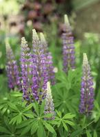 violette und violette Lupinenblüten foto