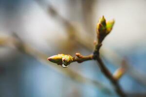 Geäst von lila Knospen nach das Regen. Regentropfen auf das Ast. Sanft Fokus. foto