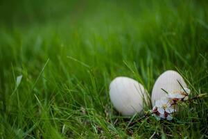 zwei Weiß Ostern Eier mit ein Ast von Aprikose im Grün Gras. Ostern Hintergrund. Suche zum Eier beim Ostern. foto