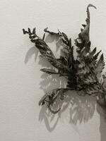 Blätter von Pflanzen auf ein Mauer Hintergrund, neutral Licht, Schwarz und weiß Nahansicht Foto