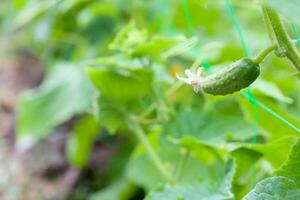 Gurke Cucumis Sativus im das Gemüse Garten mit Eierstock Onstalk mit Blätter. Gurke im Garten ist gebunden oben auf Gitter. Nahansicht. foto