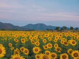 Aussicht von das Sonnenblume abgelegt mit Berg Hintergrund foto