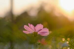 Rosa Kosmos Blume im das Garten mit Sonnenuntergang Zeit foto