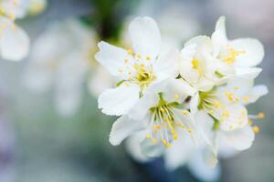 Blumen von Kirsche Pflaume oder Myrobalan Prunus cerasifera Blühen im das Frühling auf das Geäst. foto