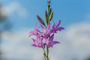 Campanula Rapunculoides, kriechend Glockenblume, Rampion Glockenblume, gegen das Himmel. violett Blumen und Knospen von Campanula auf Feld. foto