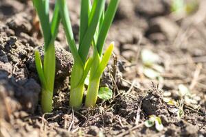 Grün Zwiebel Sprossen wachsend im Schwarzerde Garten Nahansicht. gut Ernte von Gemüse im Frühling. foto