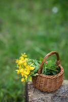 Chelidonium Majus, größer Schöllkraut, Nippelkraut, Schwalbenkraut oder tetterwort Gelb Blumen im ein Korbweide Korb von das Ranke. Sammlung von medizinisch Pflanzen während blühen im Sommer- und Frühling. medizinisch Kräuter. foto