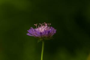 Scabiosa Triandra, Scabiosa, Krätze, Nadelkissen Blumen, lila Blume Nahansicht auf ein Feld auf ein Grün Hintergrund von Gras. foto