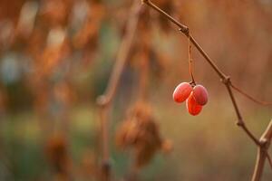 Weinrebe nach das zuerst Frost. Wein rot Trauben zum Eis Wein im verwelkt verdunkelt Gelb Blätter von Trauben im Herbst nach das zuerst kalt Wetter. geerntet Konzept foto