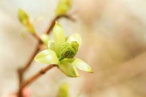 Gelb Ahorn Blumen. Frühling Hintergrund mit das Inschrift foto