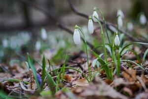 Galanthus, Schneeglöckchen drei Blumen gegen das Hintergrund von Bäume. foto