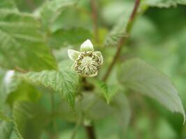 ein Biene sammelt Pollen und Nektar von Rubus Idaios, Himbeere, rot Himbeere oder gelegentlich wie europäisch Himbeere Blume. foto