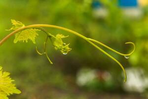 Reben von Trauben auf ein Grün Hintergrund. jung Blätter von Traube Garten. schießt von ein Ranke. foto