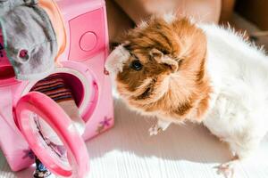 süß Guinea Schwein in der Nähe von das Waschen Maschine. Haustiere tun Hausarbeit foto