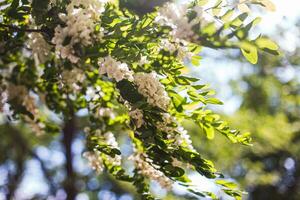 Honig Biene sammelt Nektar von Weiß Blumen Baum Akazie, Robinie Pseudoakazie, schwarz Heuschrecke, falsch Akazie. Blühen Cluster von Akazie. Honig Frühling Pflanze. sammeln Nektar. Pflanze mit gesund und köstlich Honig. foto