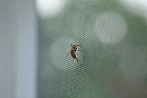 Honig Biene Drohnen auf Wände von das Gegner Vor Sperma Sammlung. künstlich Besamung von Königin Bienen. Richtungen von Bienenzucht. Drohne Aufzucht. Honigbiene Besamung, fliegend Käfig zum Drohnen foto