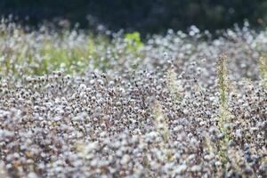 Feld mit Weiß flauschige Pflanzen foto