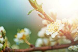 Blumen von Kirsche Pflaume oder Myrobalan Prunus cerasifera Blühen im Frühling auf das Geäst. foto