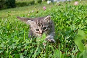 wenig Kätzchen Maine Waschbär angehoben seine Fuß Über Kleeblatt und Gras. zuerst gehen von gesund felis Katze. Katze unter Blumen. Mei-kun zuerst Monat alt. foto