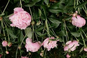 Rosa Pfingstrosen Blumen. schön Pfingstrose Blumen Blühen im das Garten. frisch Blume auf das Blumenbeet. foto