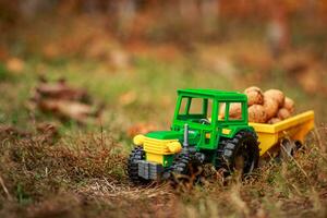 Grün Traktor trägt Nüsse im das zurück. Spielzeug Traktor mit ein Ernte von reif Walnüsse. foto