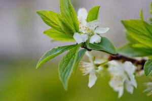 Prunus Cerasus, sauer Kirsche, Torte , oder Zwerg, Sauerkirsche, Amarelle, Montag Kirsche Weiß zart Blume mit jung Grün Blätter foto