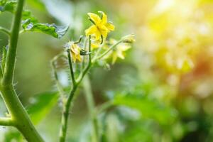 Blühen Gelb Zweige von Tomaten wachsend im Gewächshaus. Produktion von natürlich ökologisch Gemüse foto