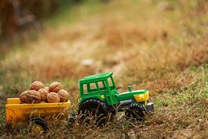 Grün Traktor trägt Nüsse im das zurück. Spielzeug Traktor mit ein Ernte von reif Walnüsse. foto