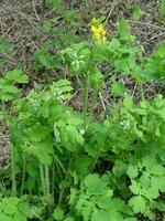 Blume Schöllkraut Nahansicht. therapeutisch Pflanze von Ukraine. Honig Pflanze mit Gelb Blumen. foto