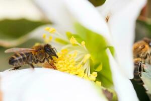 Honig Biene sammelt Nektar und Pollen im früh Frühling von Nieswurz, Nieswurz, Helleborus blühen Pflanzen im das Familie Ranunkeln. foto