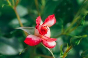 Bündel von rot Garten Rosen. schön Rosa Rose mit dunkel Fransen von Blütenblätter nass nach Regen. foto