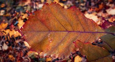 schließen oben bunt Eiche Blätter auf das Ast Konzept Foto. herbstlich bunt Hintergrund. foto