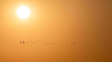 natürliche Szene der Seevogelherde, die in orange Sonnenaufganghimmel fliegt. foto