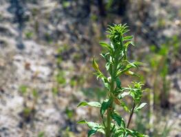Oenothera biennis blüht im Juli. Oenothera Biennis, das verbreitet Nachtkerze, ist ein Spezies von blühen Pflanze im das Familie Onagraceae. foto